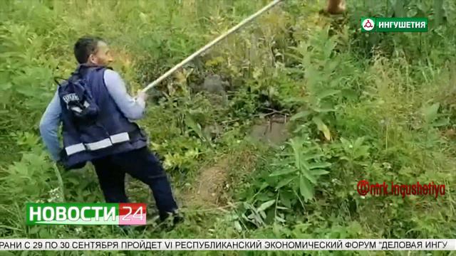 Истории спасения животных смотреть онлайн