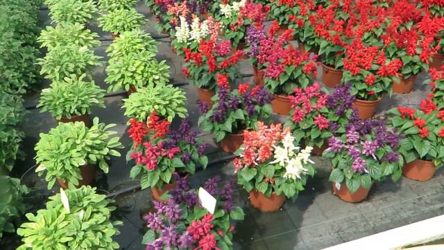 Salvie 2018 Florensis