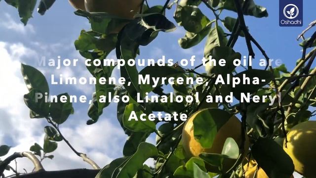 Grapefruit (Citrus × Paradisi) | Essential-Oil-Plant Portrait By Dr. Malte Hozzel