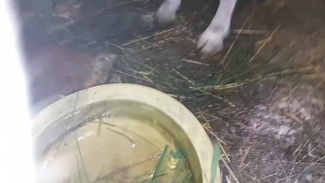 Гуси потихоньку привыкают)))) смотреть онлайн