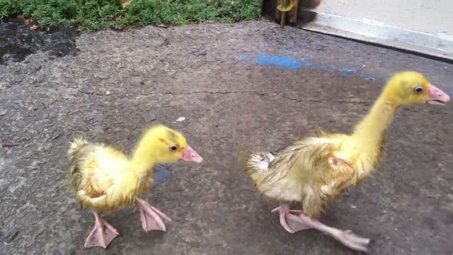 Прикольные мокрые гусята смотреть онлайн