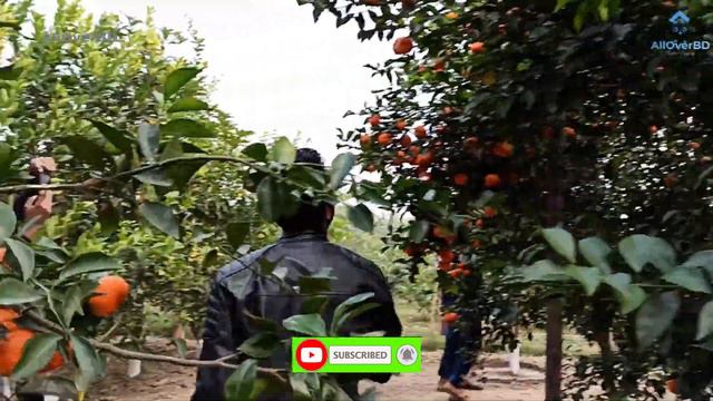 চাইনিজ কমলা-চাইনিজ কমলার চাষ বাংলাদেশে। বিস্ময়কর ফলন - ৩.৫ বছরে দিগুন কমলা উৎপাদন ২০২০। Part-1 смотреть онлайн
