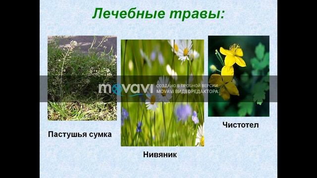 Жизнь луга.