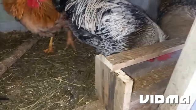 Осушитель работает. Сегодня рекорд.(Osushitel' Rabotayet. Segodnya Rekord.)