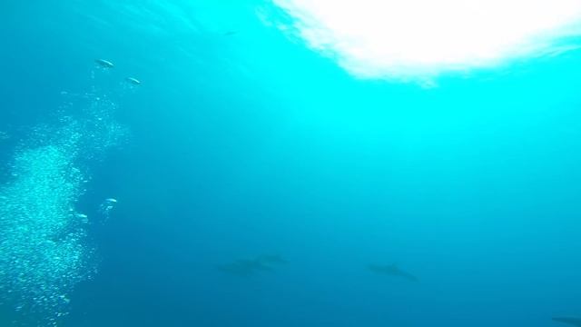 Charter a Yacht in Bora Bora!! Scuba Dive with Dolphins!! /// WEEK 6 : Bora Bora, French Polynesia смотреть онлайн