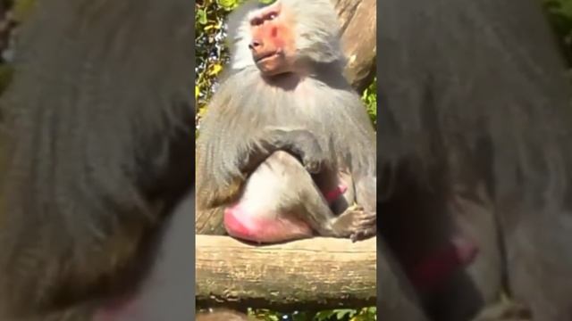 Гамадрил❤️ павиан / Hamadryl baboon (11) смотреть онлайн