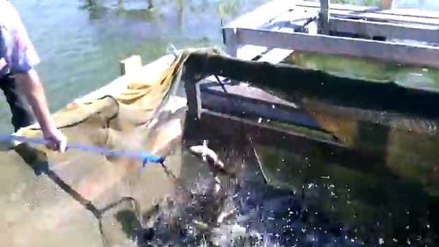 пруд "Черноморец" 24.06.2016г линь смотреть онлайн