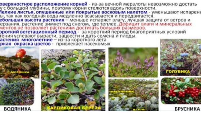 Тундра - характеристика биома, приспособления растений и животных. Подготовка к ЕГЭ по биологии. смотреть онлайн