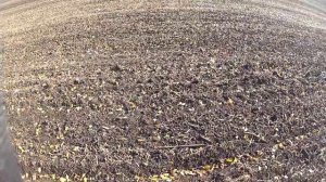 Охота на зайца с Ягдтерьером.