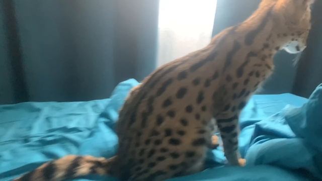 СЕРВАЛ УЧИТ РЕБЕНКА ПОЛЗАТЬ / Возвращение потерянного мейн Куна смотреть онлайн