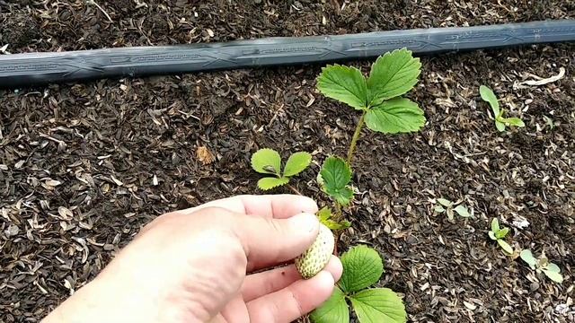 ✓1072. Первая клубника 30 мая, Флорида Бьюти. смотреть онлайн