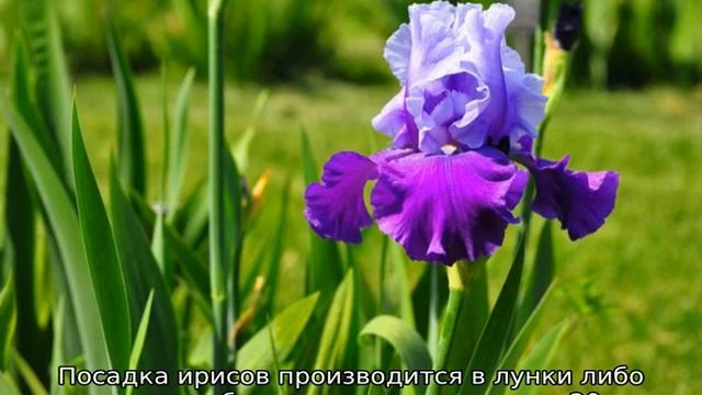 Посадка ирисов летом в грунт смотреть онлайн