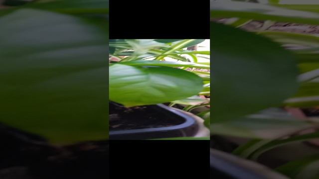 Лимонное деревце смотреть онлайн