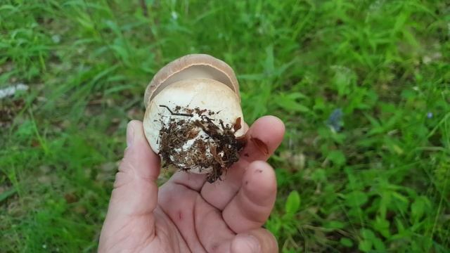 Первые белые грибы 2018 ! Колосовики в берёзовом лесу ! Самый ароматный белый гриб ! смотреть онлайн