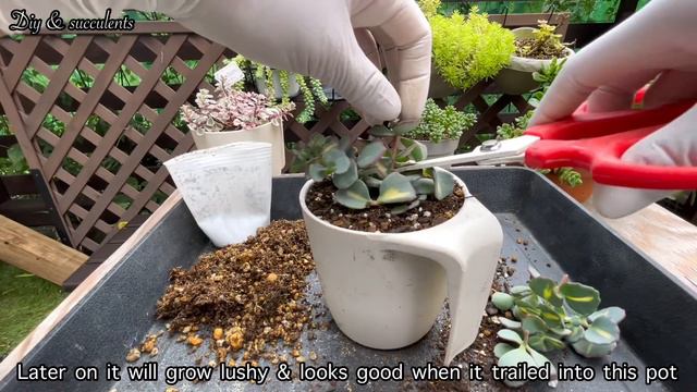 #38 Cheap hanging pot that perfect for succulents #succulentpot#sedum#crassula #多肉植物 #100yenshop смотреть онлайн