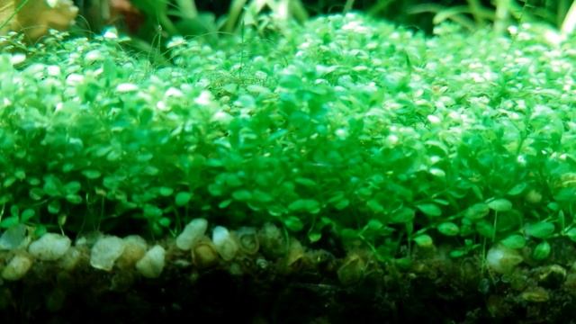 Открытый аквариум 100 литров смотреть онлайн