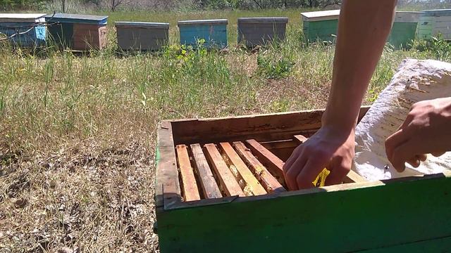 ДЕЛАЮ ОТВОДКИ. ПЧЕЛЫ РОЯТСЯ !!! смотреть онлайн