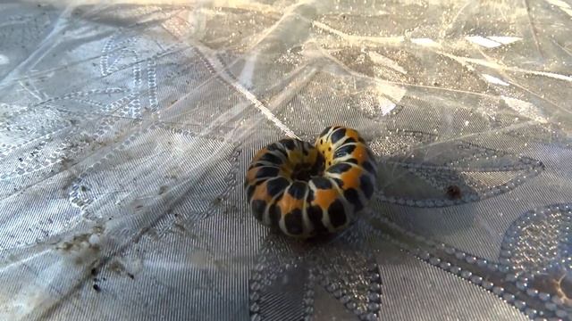 Гусеница,невероятно красивая гусеница,гусеница красивой бабочки