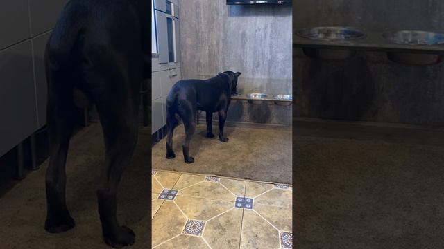 Вода 🥰#tttt #cane #canecorso #канекорсо #canecorsoitaliano #канекорсоитальяно смотреть онлайн