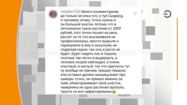 Тихо вырвал и ушел. В набережных челнах мужчина похитил посаженное на улице хвойное деревце.
