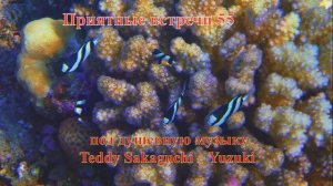 Приятные встречи 55 Померанцевая ласточка Дасцилл-зебра белохвостая под музыкуTeddy Sakaguchi–Yuzuki