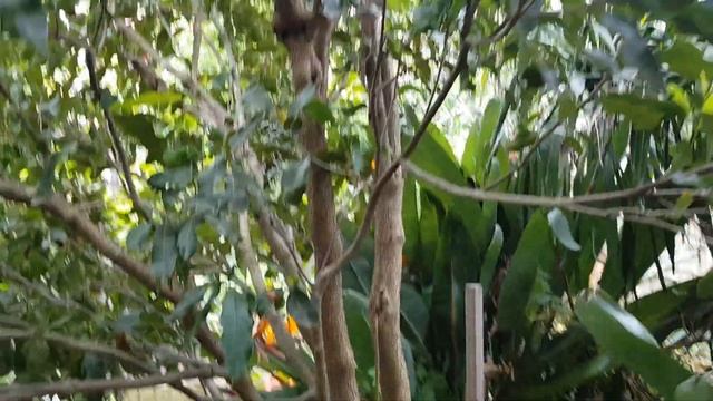 My 10 yo MACADAMIA Tree Has Gone NUTS! смотреть онлайн