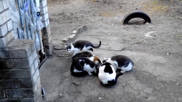 Дворовая кошка со своими выросшими детками смотреть онлайн