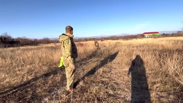 ЖУТЬ! Мы привезли мясо львам дальнего прайда и тут ПРИШЕЛ ВОЖАК! смотреть онлайн
