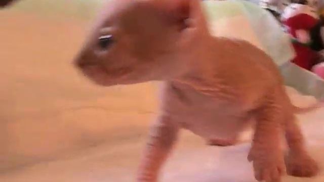 Котик канадского сфинкса смотреть онлайн