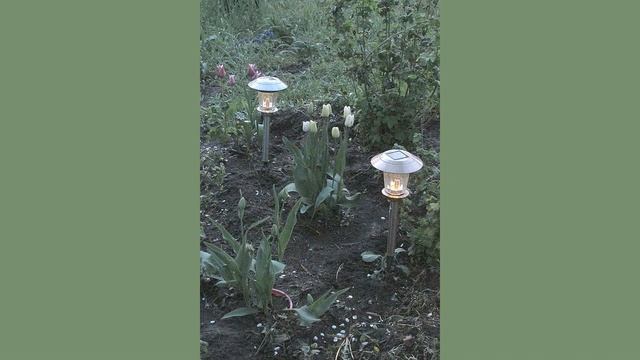 Светильники на солнечных батареях в вечернем саду. Lamps on solar panels in the evening garden. смотреть онлайн