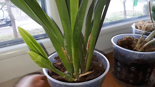 Cum am salvat o orhidee fara radacini! смотреть онлайн