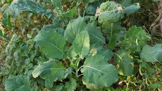 Как растет пхали на огороде | Грузия смотреть онлайн