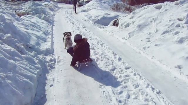 Русский спаниель и дети. Забавный спаниель катает на санках.
