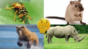 Развивающее видео для детей про животных | Угадай, где правильный ответ! | Выпуск 20