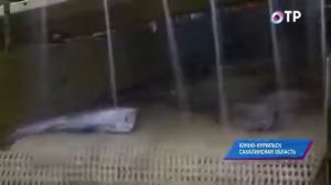 Кунашир самый близкий остров к Японии