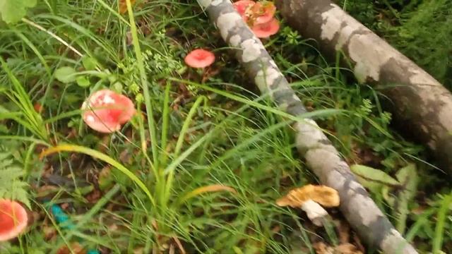 Сыроежки, не отходя от дачи) смотреть онлайн