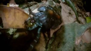 Город Муравьев _ Документальный Фильм (720p)