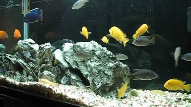 Аквариум с африканскими цихлидами озера Малави.