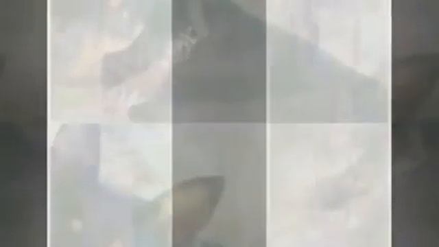 Маленькие породы собак Карликовый пинчер смотреть онлайн