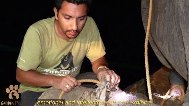 When He Was Rescued After 50 Years Of Torture, The Elephant Cried