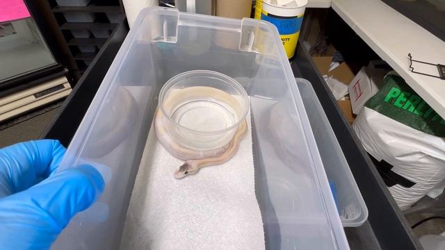 Our 2nd breeding season is DONE || Available BP’s & Hold-backs‼️ смотреть онлайн