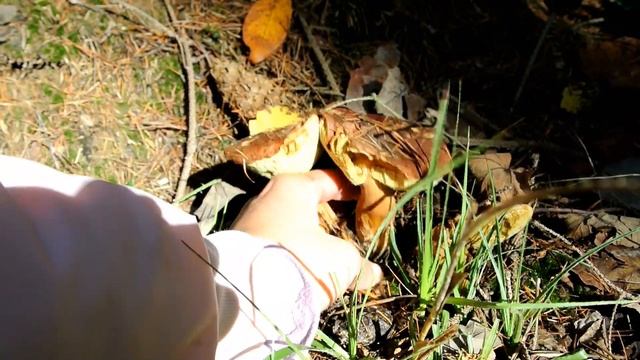 OUR LAST MUSHROOM HUNTING TRIP FOR 2020 ? смотреть онлайн