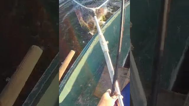 Троллинг. Сногсшибательный танец судака.Он хочет выпрыгнуть  из подсачника и ему это ..