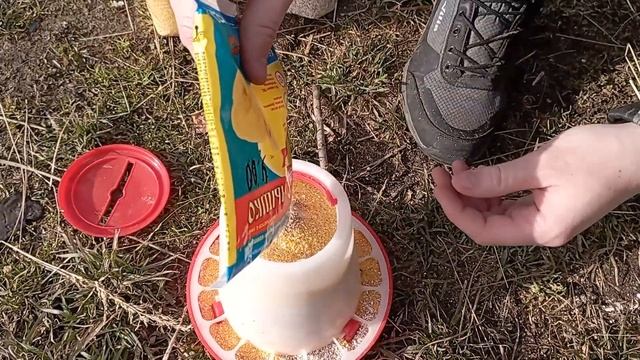 Инкубация куриных яиц. Закладываем яйца в самодельный инкубатор. Куры и цыплята живут одни на даче. смотреть онлайн