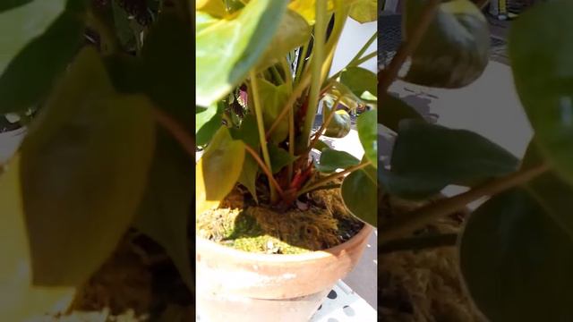 Антуриум / Anturium смотреть онлайн