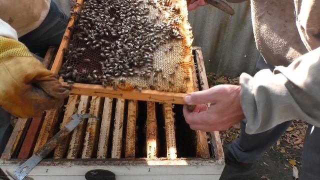 Расплод в октябре.Сборка семьи с расплодом в зиму.Пчеловодство 2020 (12.10.2020г.) смотреть онлайн