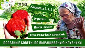 Клубника. Советы по уходу за клубникой. Ответы на вопросы по выращиванию клубники #10