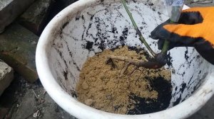 Как Посадить Розу в горшок, вазон. How to Plant a Rose in a Pot.