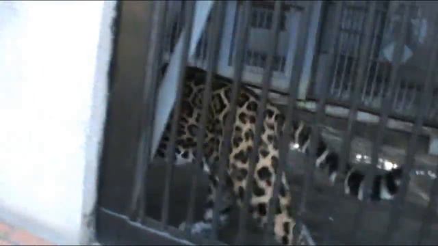 На ночь перед сном свинка Пеппа и леопарды в зоопарке смотреть онлайн