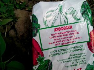 Как удобрять инжир